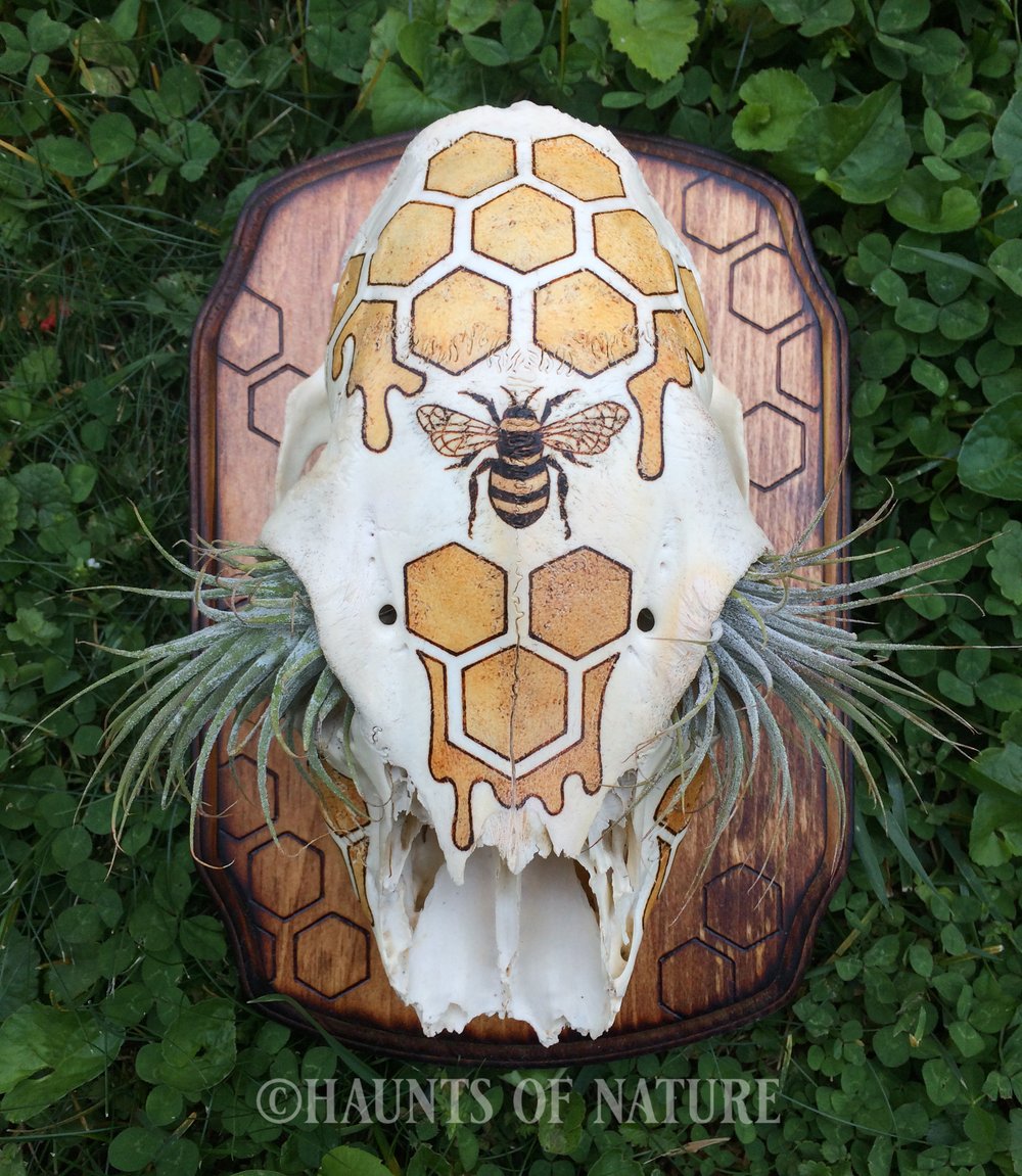 Pyrography Deer Skull Partial with Bee and Honeycomb Design