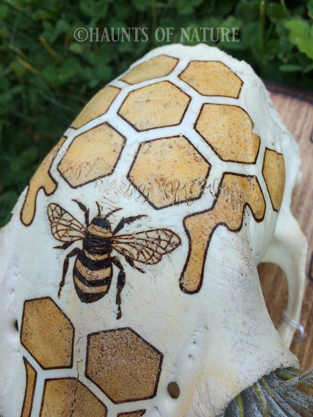 Pyrography Deer Skull Partial with Bee and Honeycomb Design