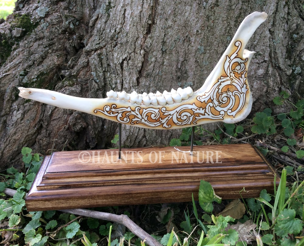 Pyrography Deer Jaw with Ornamental Filigree