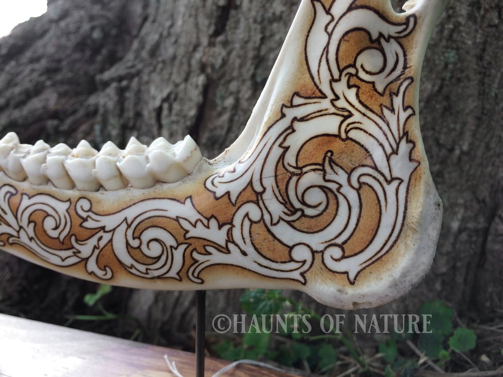 Pyrography Deer Jaw with Ornamental Filigree