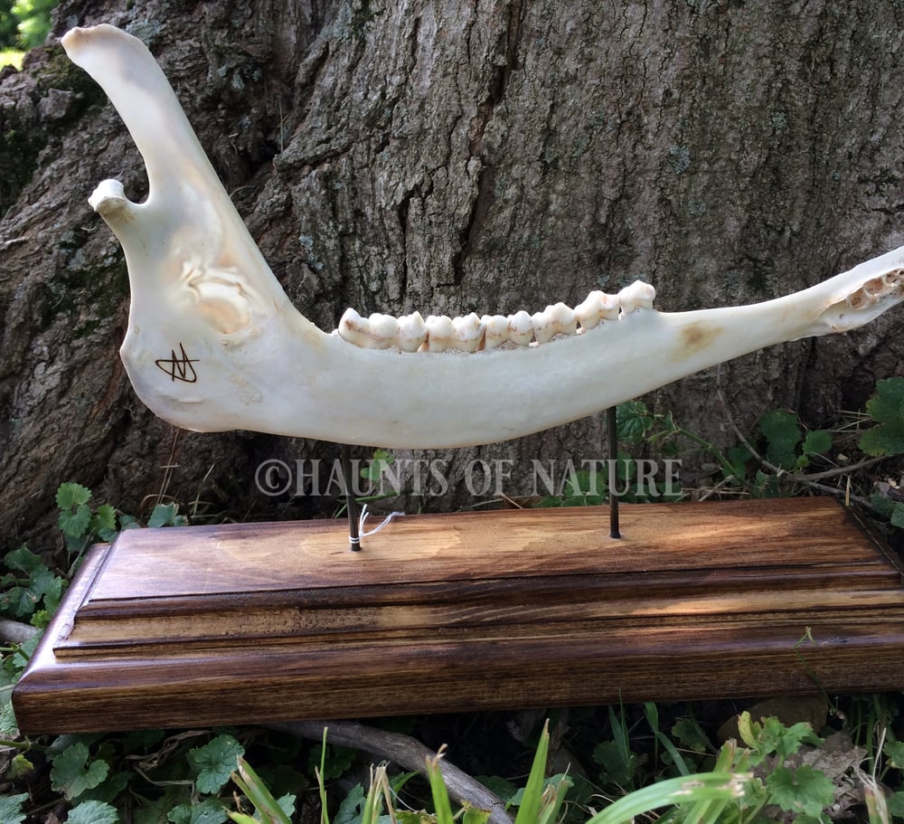 Pyrography Deer Jaw with Ornamental Filigree