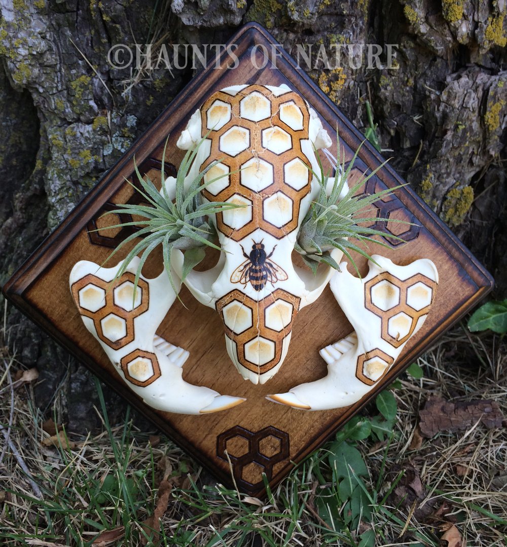 Pyrography Beaver Skull with Bee and Honeycomb Design