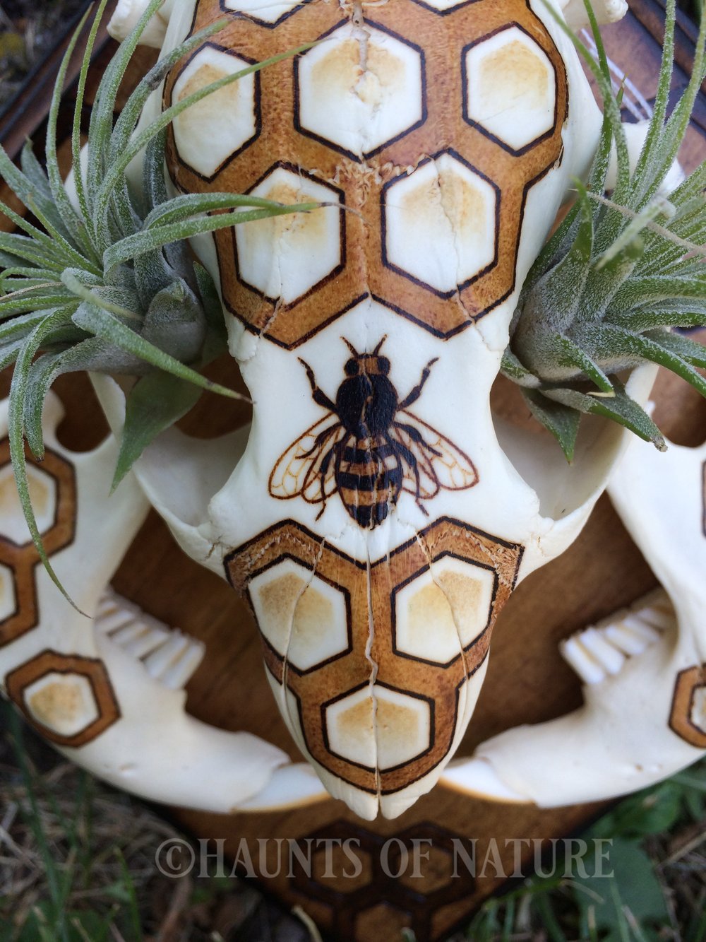 Pyrography Beaver Skull with Bee and Honeycomb Design