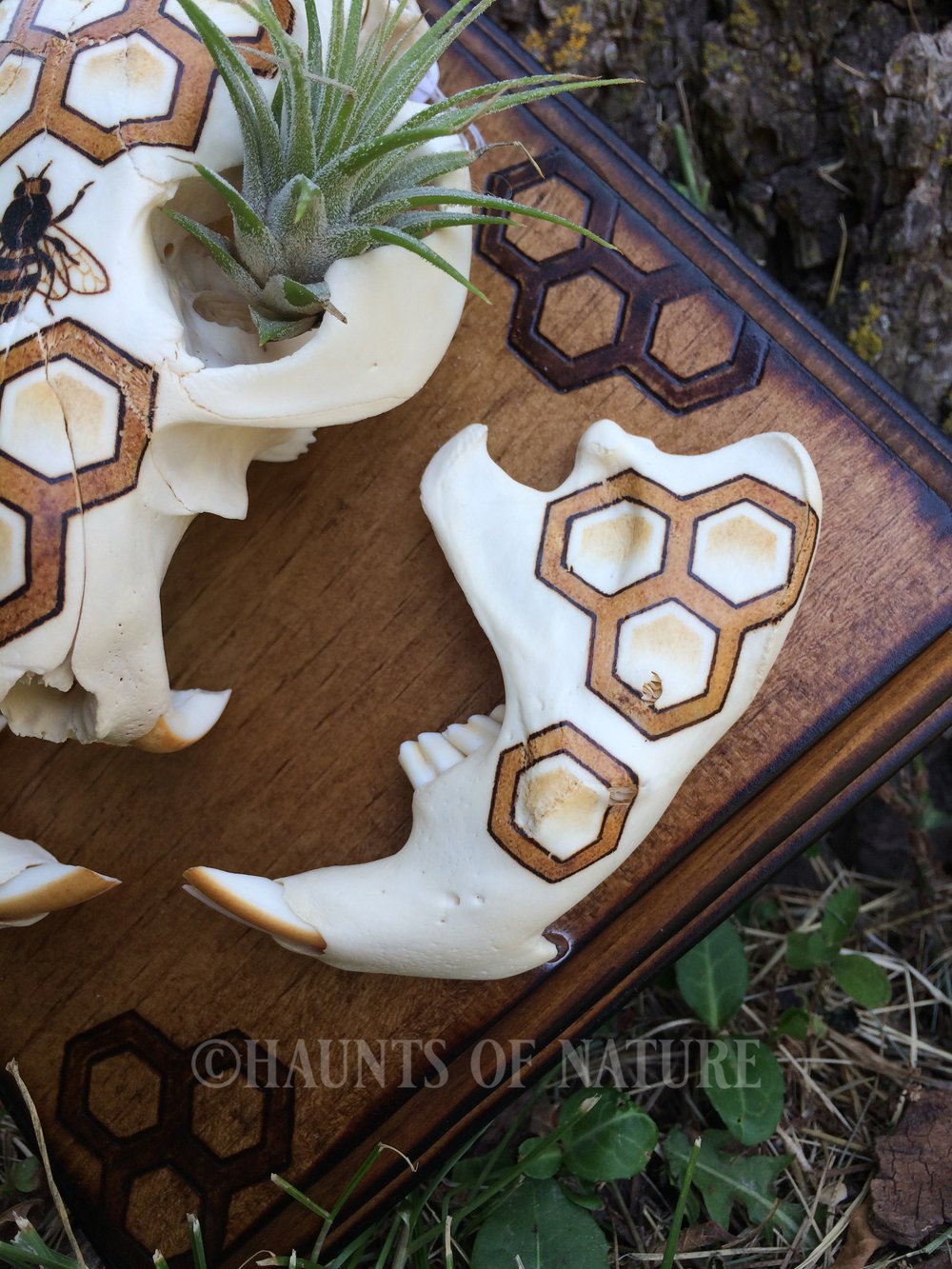 Pyrography Beaver Skull with Bee and Honeycomb Design