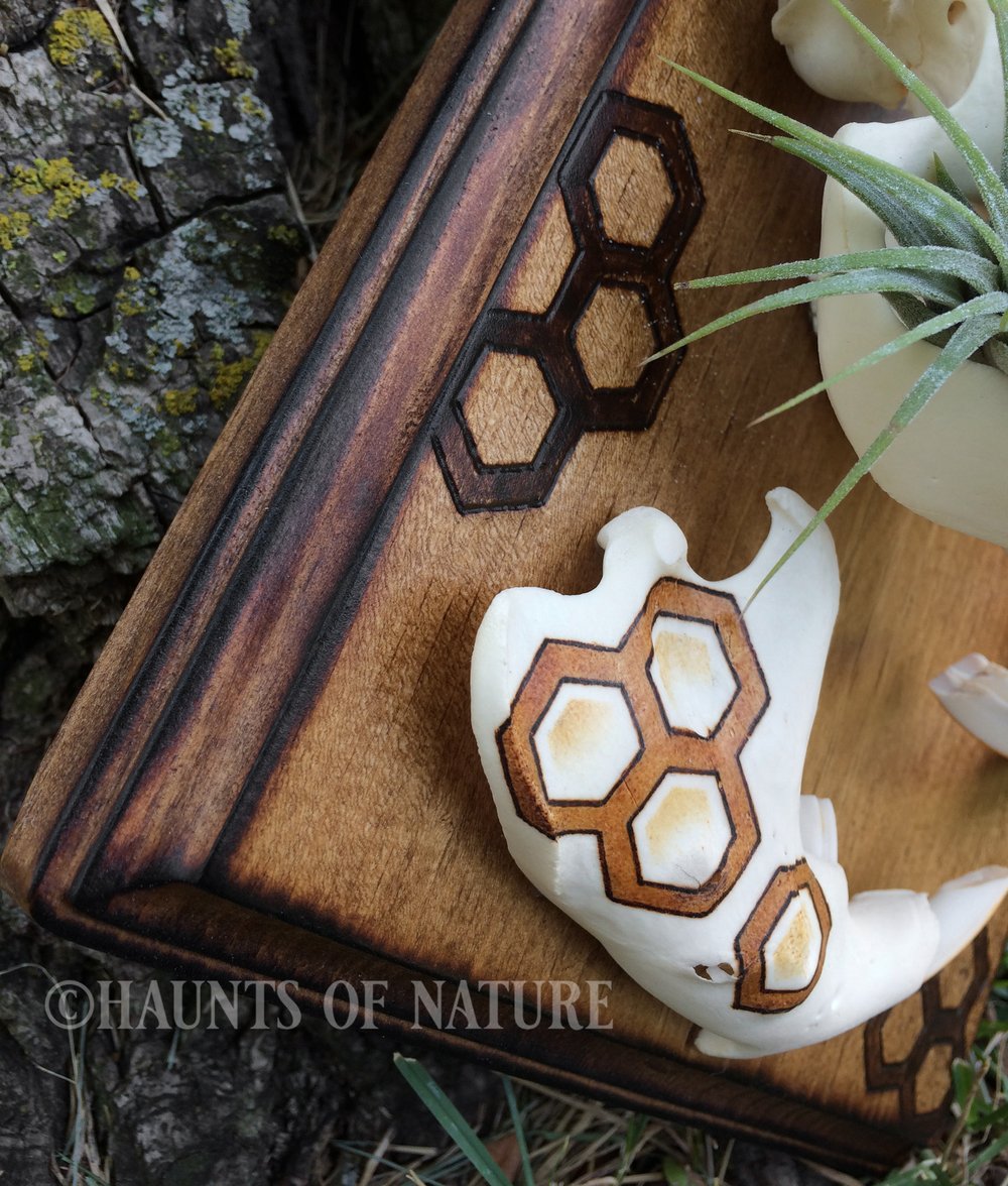 Pyrography Beaver Skull with Bee and Honeycomb Design