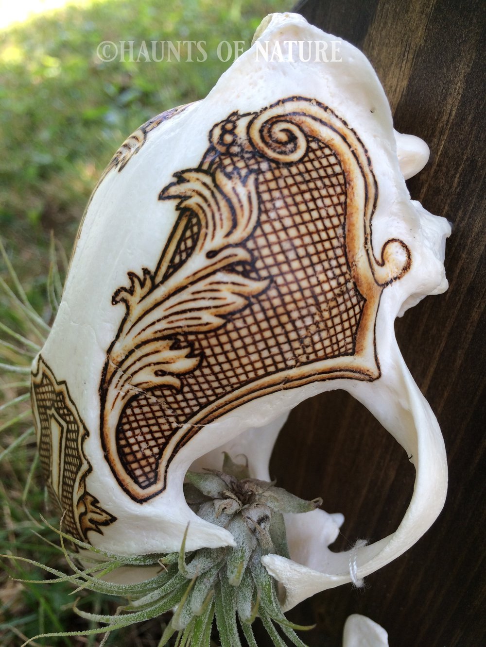 Pyrography Bobcat Skull with US Currency Motifs