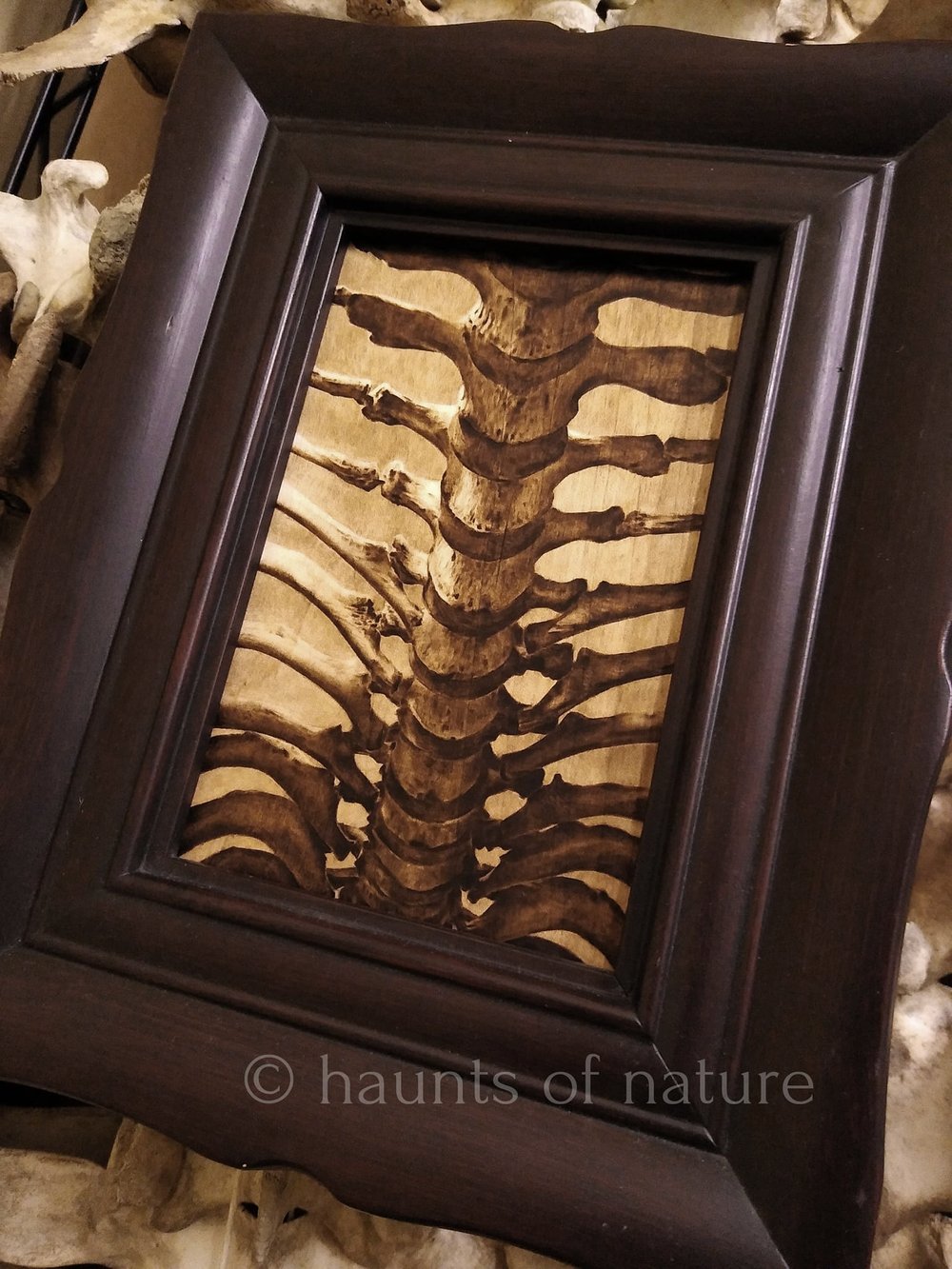 Wood Burned Human Spine and Ribcage