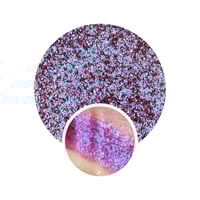 Image 1 of Prince of Darkness Hybrid Shimmer Duochrome 26mm