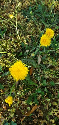 Image 2 of Dandelion Salve. Hair. Skin 