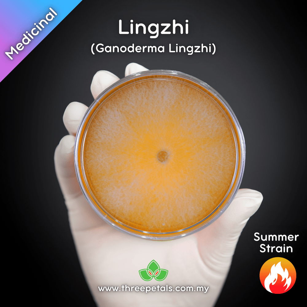 Lingzhi (Ganoderma Lingzhi) Live Mycelium Mushroom Culture Spawn Seed