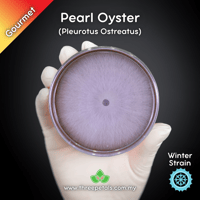 Image 1 of Pearl Oyster (Pleurotus Ostreatus) Live Mycelium Mushroom Culture Spawn Seed