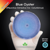 Blue Oyster (Pleurotus Ostreatus Var. Columbinus) Live Mycelium Mushroom Culture Spawn Seed