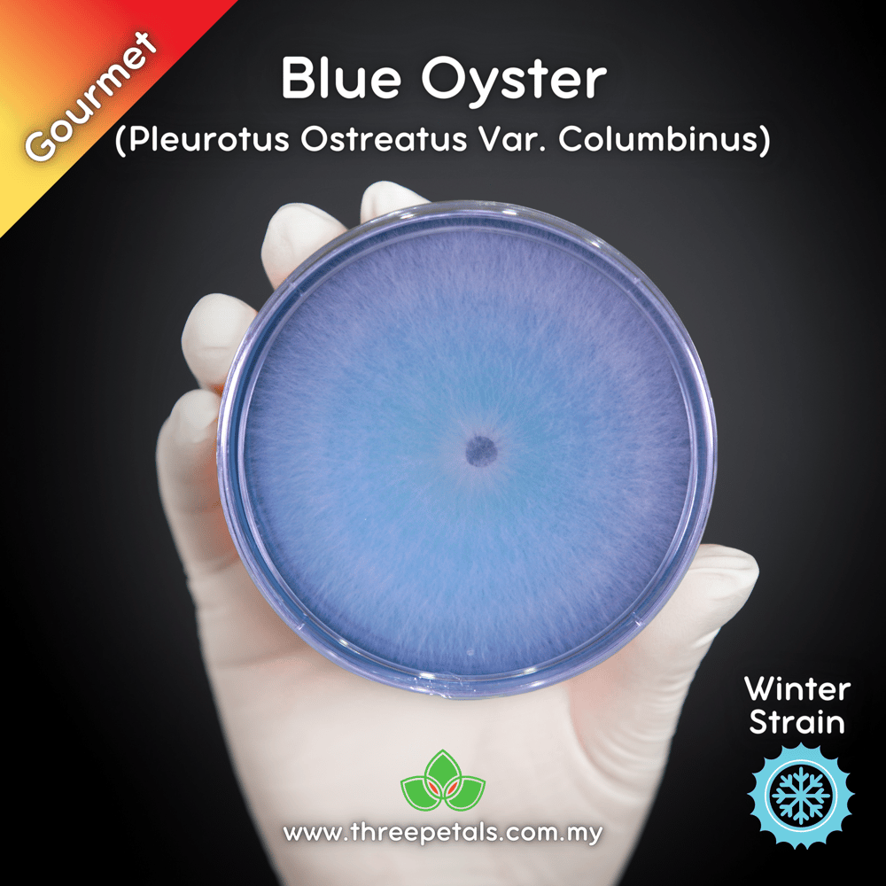 Blue Oyster (Pleurotus Ostreatus Var. Columbinus) Live Mycelium Mushroom Culture Spawn Seed