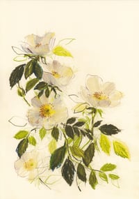 Dog roses no. 4