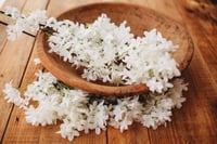 Image 1 of White Blossom stem