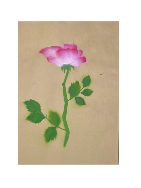 Image of Rose ‘Ulrich Brunner’ - 1 rose (5)