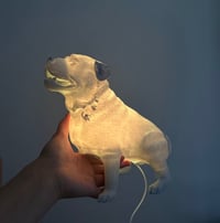 Image 1 of Pet lamps