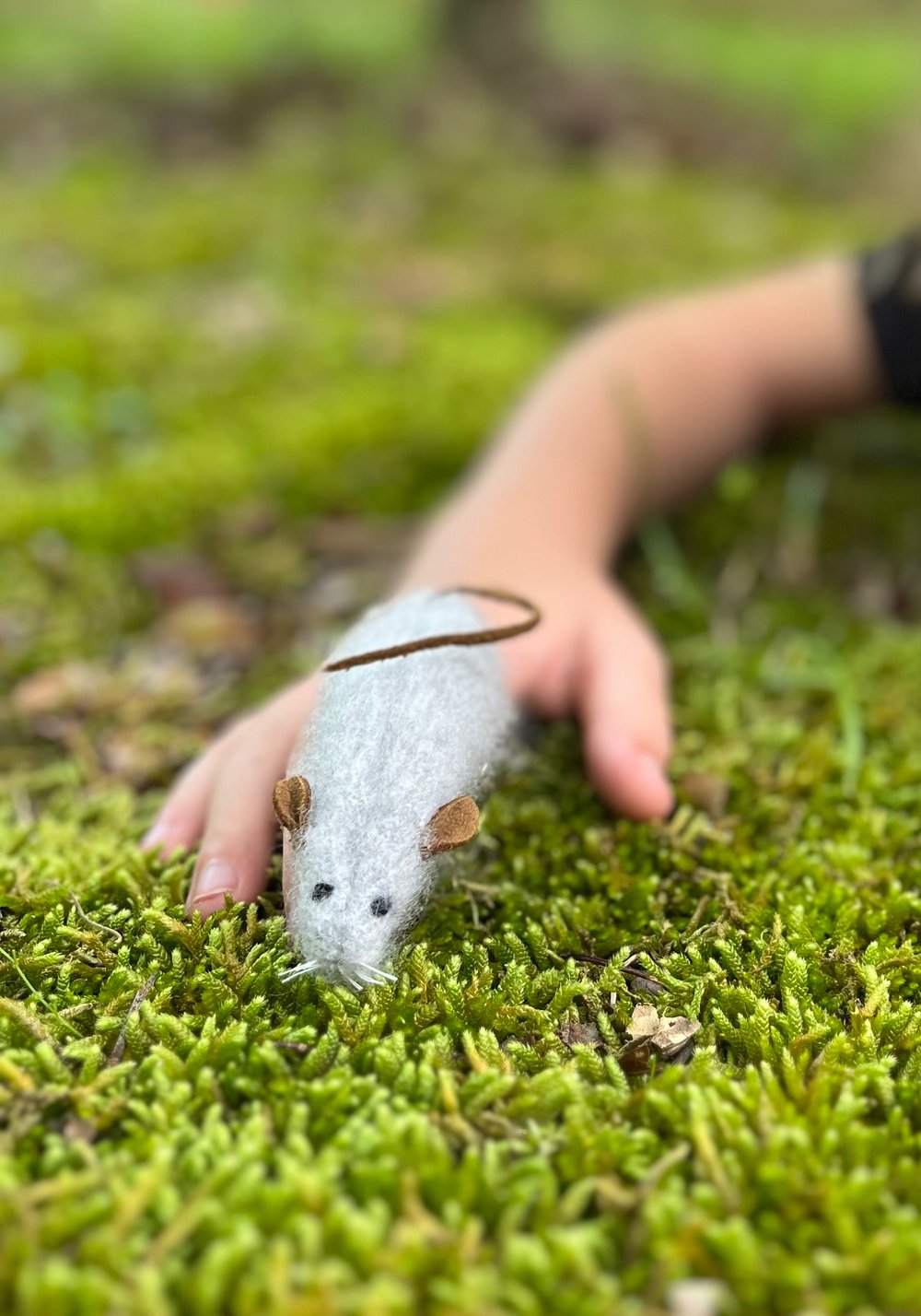 Image of Pocket Mouse