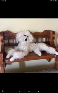 9" Custom laying down poodle