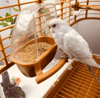 Bird Cage Feeder Parrot Birds Water Hanging Bowl Parakeet Feeder Box Pet Cage Plastic Food Container