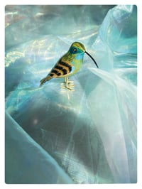 Image 5 of LE COLIBRI / poussin chips 