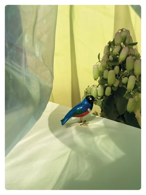 Image of LE SUPERB STARLING / poussin chips