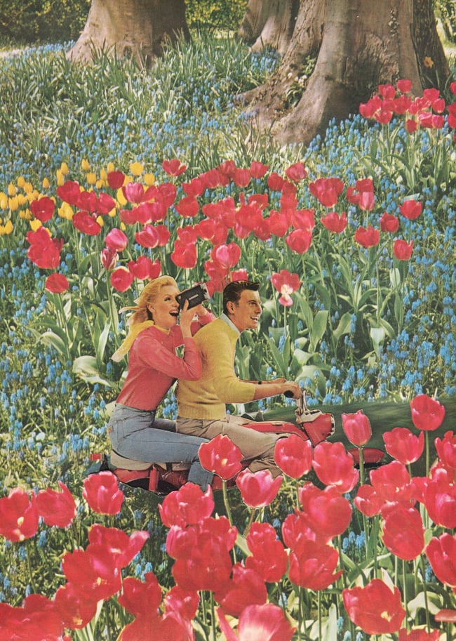 Tulip Tours