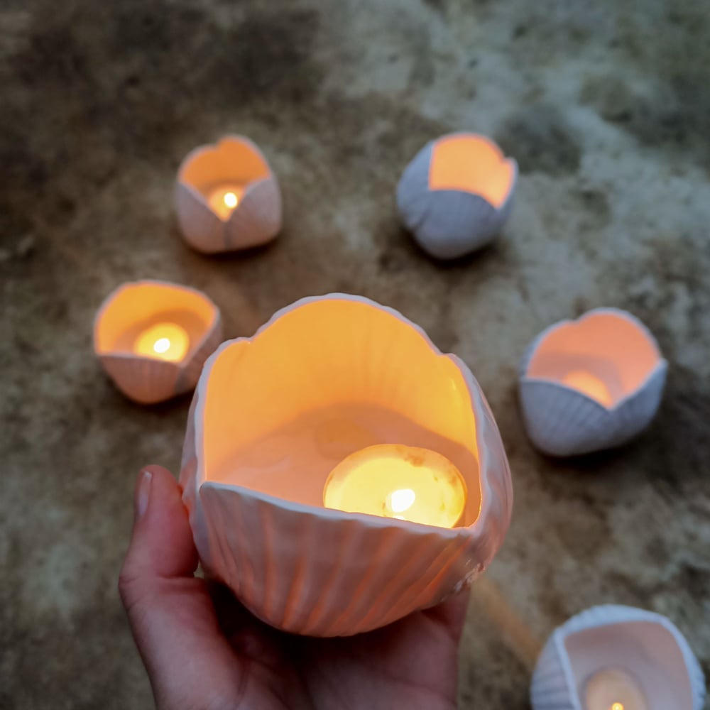Image of [Coquillages] x [Photophore]