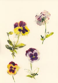 Pansies no. 2