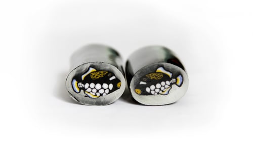 Image of 10 grams Clown Trigger Fish