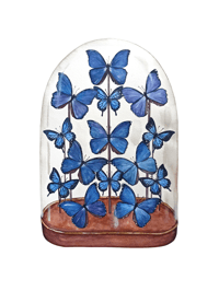 Image 5 of Blue Morpho Butterflies Display Watercolor Illustration Print 