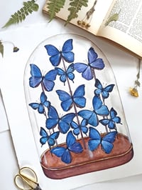 Image 6 of Blue Morpho Butterflies Display Watercolor Illustration Print 