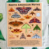 North American Moths Print 