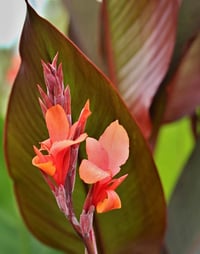 Orange Canna Lily Live Plant