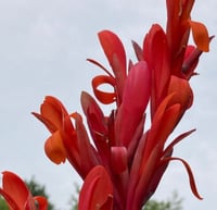 3 XL (3-5 eyes) Orange Canna Lily Rhizomes