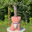Image 1 of Giant Jock Planters