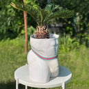 Image 4 of Giant Jock Planters