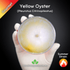 Yellow Oyster (Pleurotus Citrinopileatus) Live Mycelium Mushroom Culture Spawn Seed