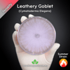Leathery Goblet (Cymatoderma Elegans) Live Mycelium Mushroom Culture Spawn Seed
