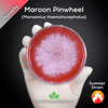 Maroon Pinwheel (Marasmius Haematocephalus) Live Mycelium Mushroom Culture Spawn Seed