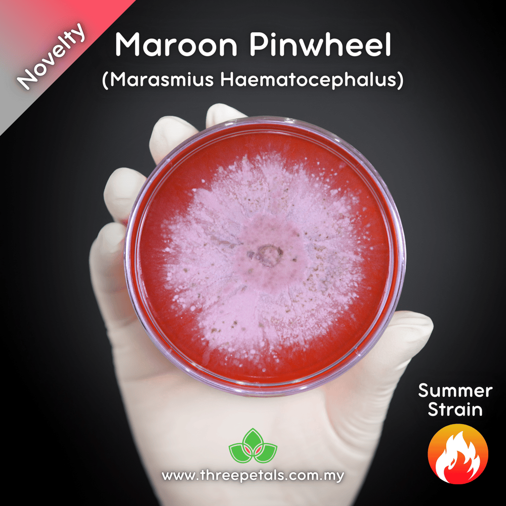 Maroon Pinwheel (Marasmius Haematocephalus) Live Mycelium Mushroom Culture Spawn Seed