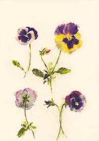 Pansies no. 3