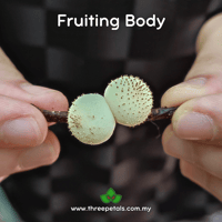 Image 2 of Pear Puffball (Apioperdon Pyriforme) Live Mycelium Mushroom Culture Spawn Seed