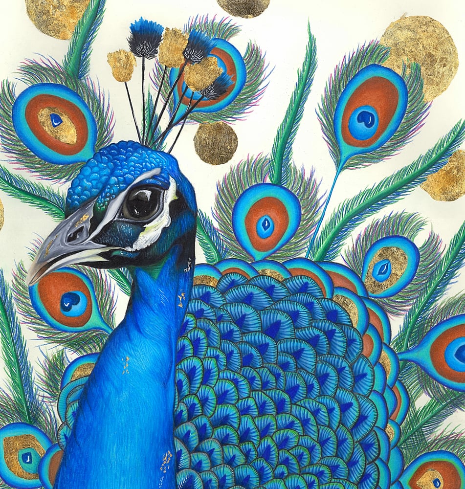 Image of Peacock Print