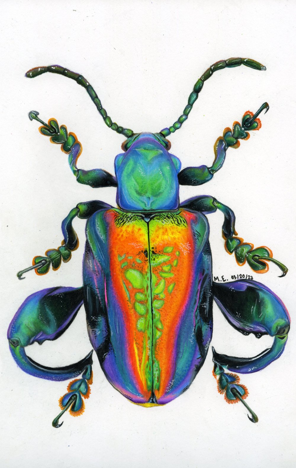 Image of Frog-Legged Beetle Print