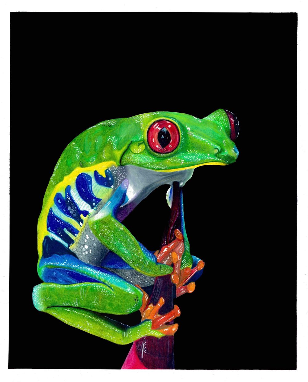 Image of Red-Eyed Tree Frog Print