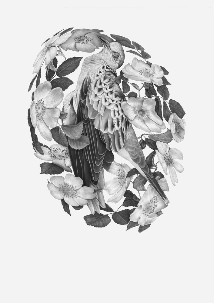 Image of Turtledove