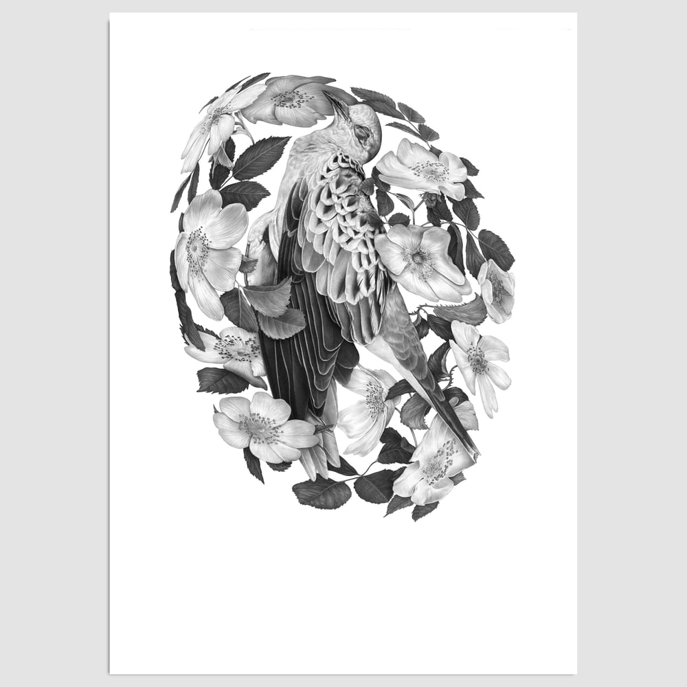 Image of Turtledove