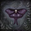 Dark Moth