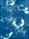 Poppies In The Sun Cyanotype Print